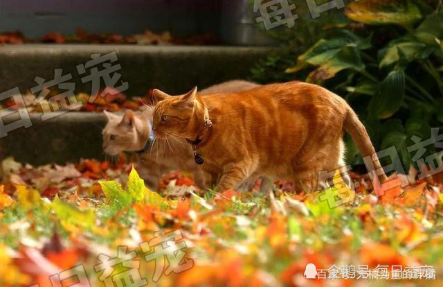流浪猫被坏人伤害以致瘫痪，却依然拖着身子去喂奶，太伟大！