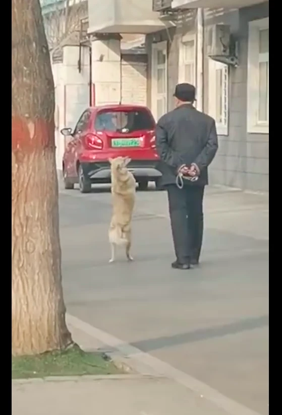 大爷遛狗的时候，狗狗双脚站在地上走，还不时地回头望，成精了啊