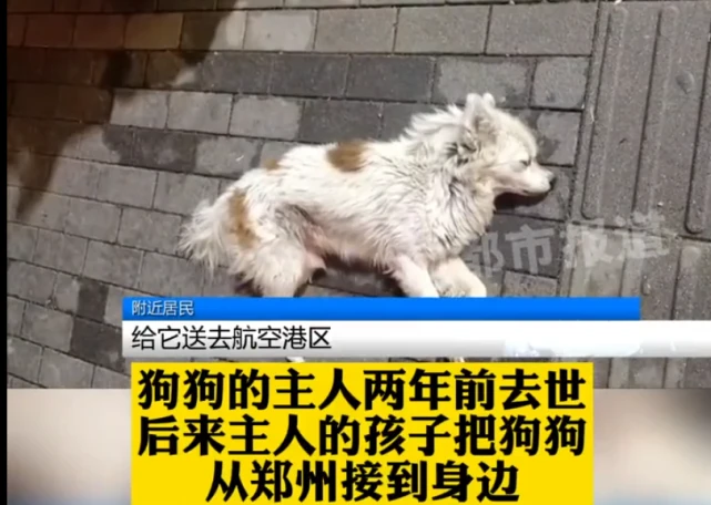 郑州版“忠犬八公”，主人去世两年，狗狗守在家门口每天敲门