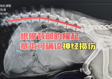 小土狗被人打到后肢瘫痪，医生拍片后也很无奈：治愈的希望很低