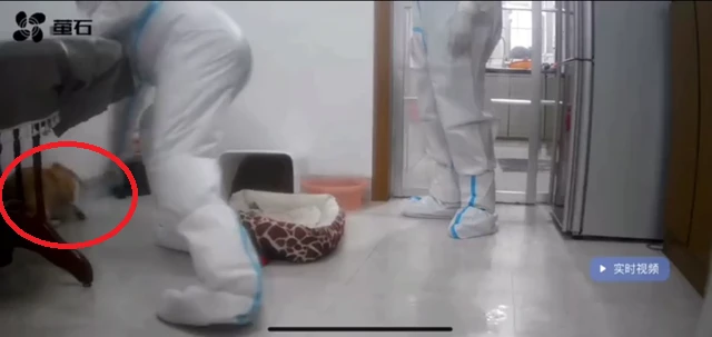 “主人隔离宠物狗疑似被扑杀”，该怎么看这件事？