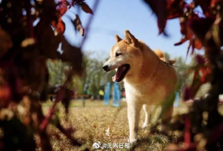 柴犬“登登”有新家，这是属于生命的胜利