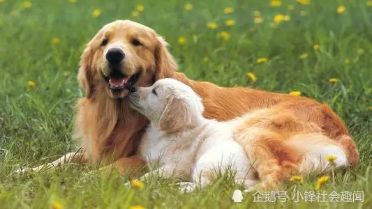 郑州版“忠犬八公”天天守在主人生前门口敲门，被送走两次又回来