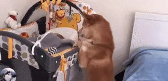 主人买了个“摇床”，柴犬以为是给它的，难道我不是宝宝？