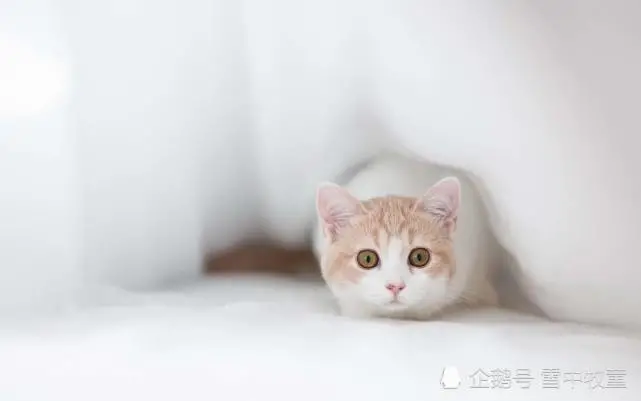 养猫具备什么样的条件，才不至于焦头烂额