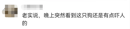 稀奇！上海街头竟有人遛机械狗！遛狗也这么内卷了？