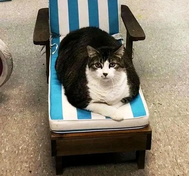 25斤肥猫吃不饱，每天忽悠路人，主人却揭穿它：是公猫，没怀孕！
