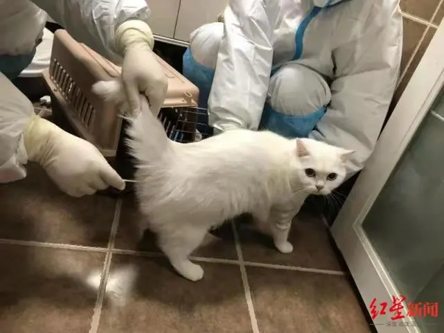 主人被隔离猫咪咋办？防疫人员当起“铲屎官”，还给它送罐头测核酸