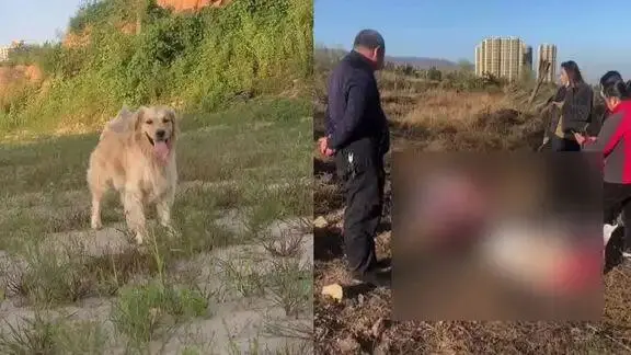 山西一男子虐杀金毛犬后，把尸体解剖放楼梯口，与邻居通电还叫嚣