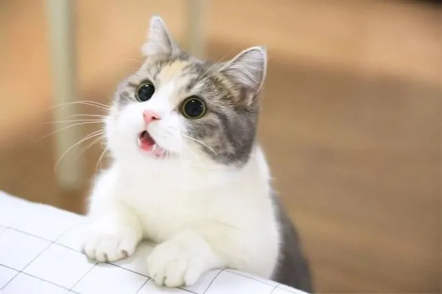 猫护｜五种常见的猫咪性格，看看你家的喵主子是属于哪一类的？