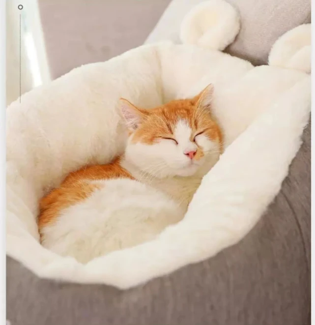 在冬季，小猫咪该如何保暖？