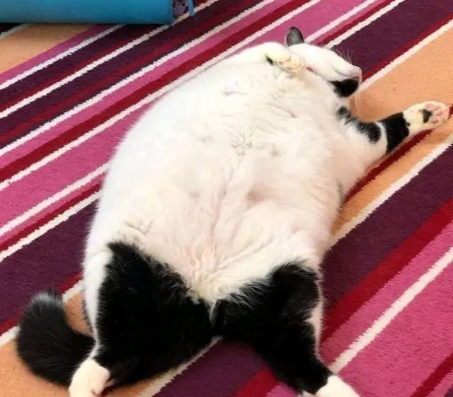 女孩看奶牛猫“太瘦”不顺眼，一气之下带它回家，如今却越减越肥