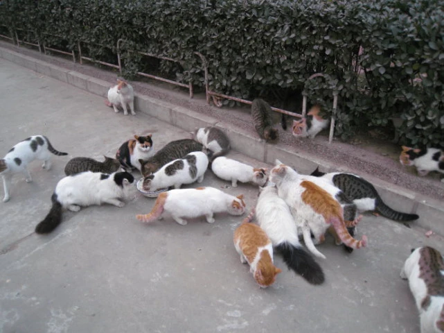 上海一男子开月租5万猫咖收养流浪猫，只为给猫猫们一个温暖的家