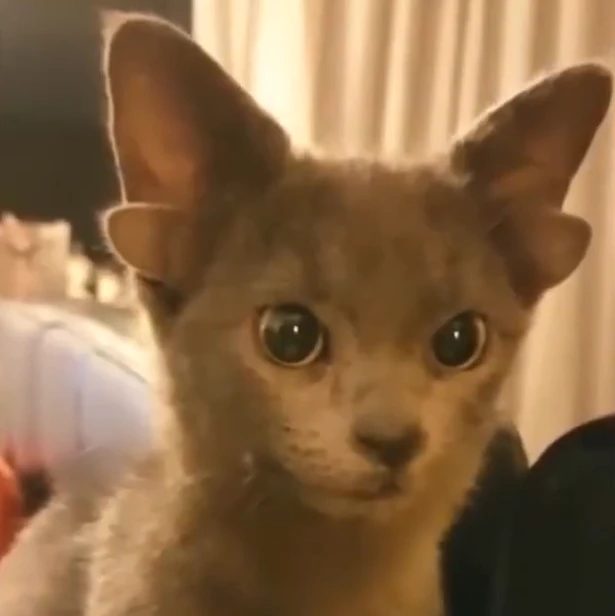 土耳其一只猫咪天生四只耳朵走红网络