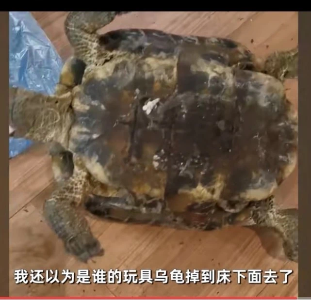 成都一女子打扫家在床下发现了失踪12年的宠物龟，已经变成了干尸