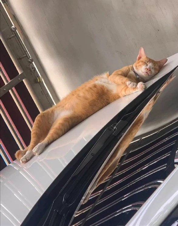 远看车引擎盖上躺了1只猫，凑近看清后直言：这花色养不起呀