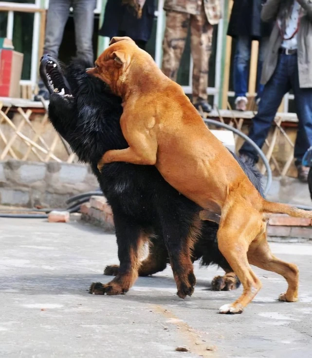 如果比特犬和平头哥相遇，谁会更厉害、更执着一些呢？