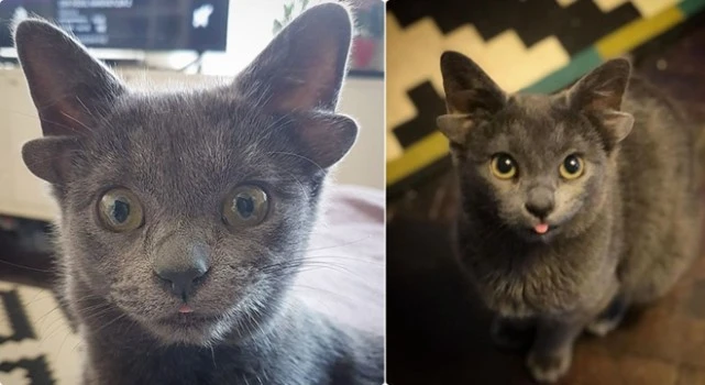 土耳其小猫长四只耳朵成为网红 三周收获近2万粉丝