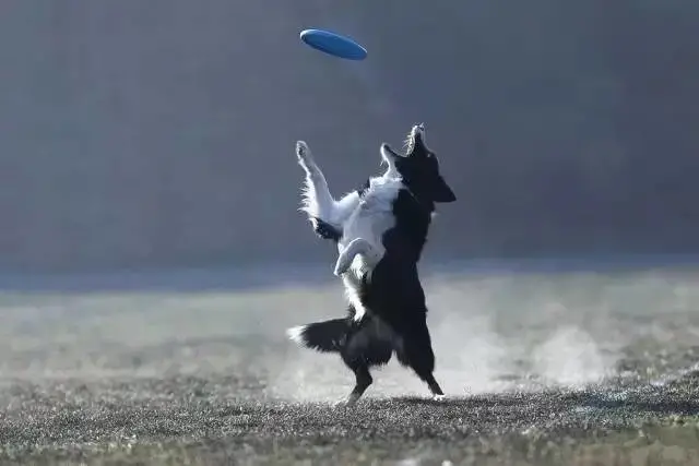边牧专栏丨训练边境牧羊犬玩飞盘的几点建议