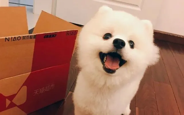 想让你的博美犬既聪明又懂事吗？怎样训练博美犬？方法如下……