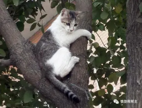 农村养猫的历程