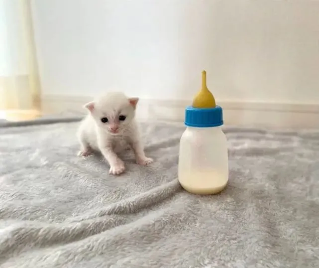 猫趣｜铲屎官为自己捡到的小奶猫记录成长日记，过程超暖心治愈