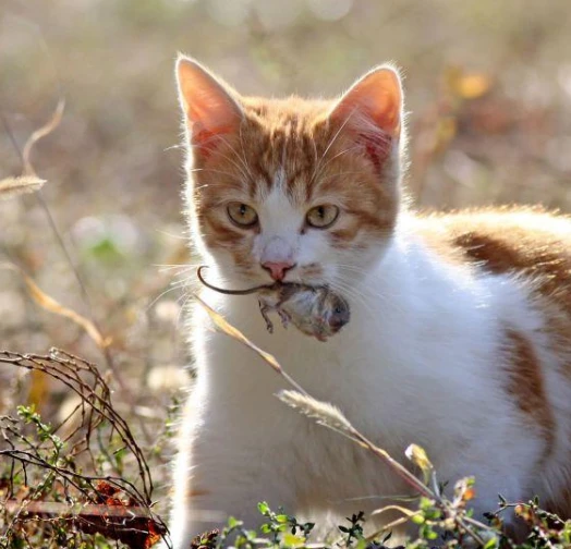 为何现在的猫咪都不会抓老鼠？