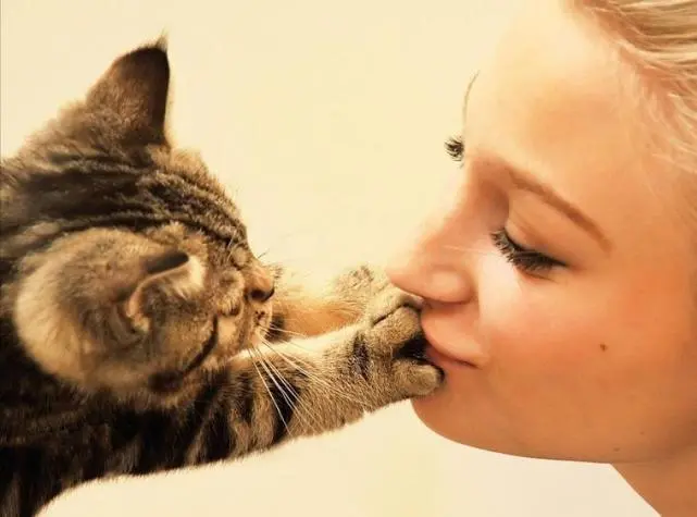 猫咪总是有这些行为，说明它“很喜欢你”