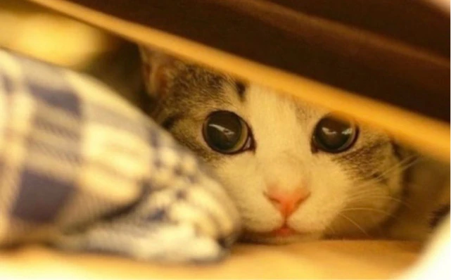 做错了被你训后的猫，其实已经在跟您道歉了……