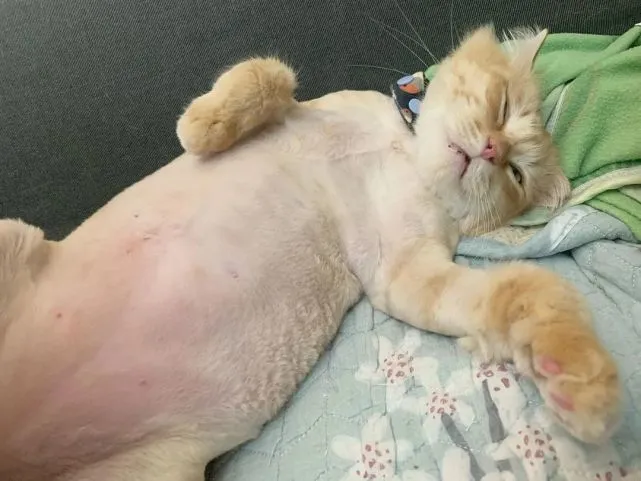 猫趣｜麒麟尾橘猫主动碰瓷，铲屎官发现这猫越养越毛，半年后判若两猫