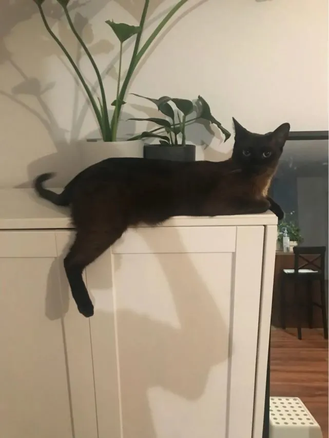 “我把暹罗猫养成了黑猫？！”养暹罗猫也太爆笑了！