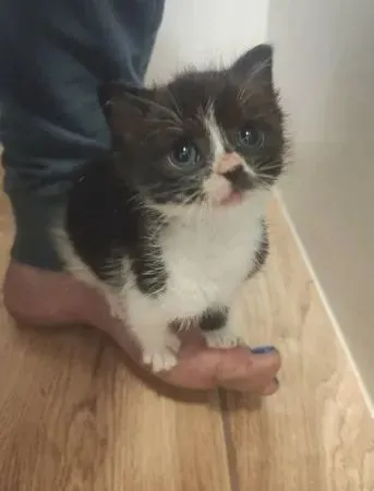 害羞小猫变超黏无尾熊，把家里所有动物当尤加利树
