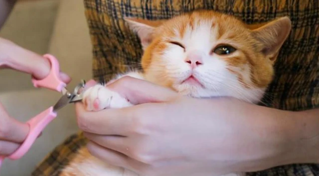 为什么捏我爪子？！在猫咪眼中，宠主摸它爪子代表什么？