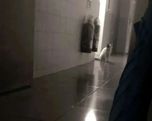 流浪猫爬20层楼来看望女孩，遭多次驱赶也不曾离开：我想有个家