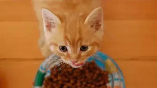 猫对我吐了一口气，我仿佛看见了西天佛光！