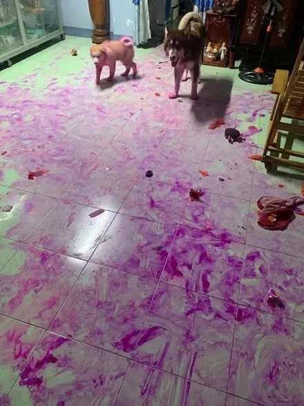 阿拉斯加犬生了一窝宝宝，主人留下一只自己养，结果…脸都差点气紫了！