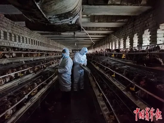 长城观察丨善待动物，让疫情防控更有温度