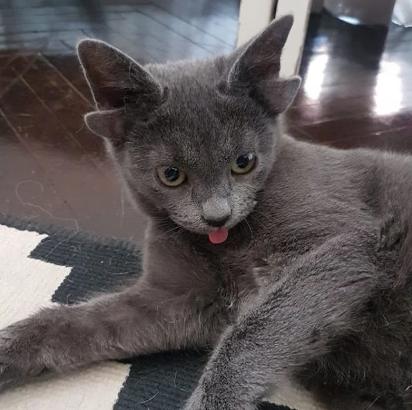 六耳猕猴你听说过，四个耳朵的猫，你见过吗？他叫麦达斯。