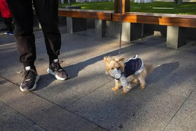 主人被隔离后，一只活下来的宠物猫