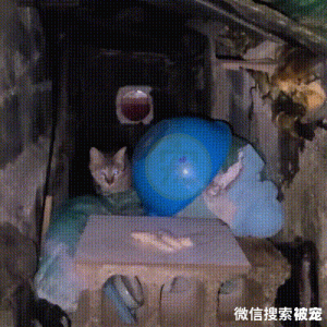 怕人的流浪猫，叼起食物转身就跑，好心人跟踪发现它竟是为了小猫
