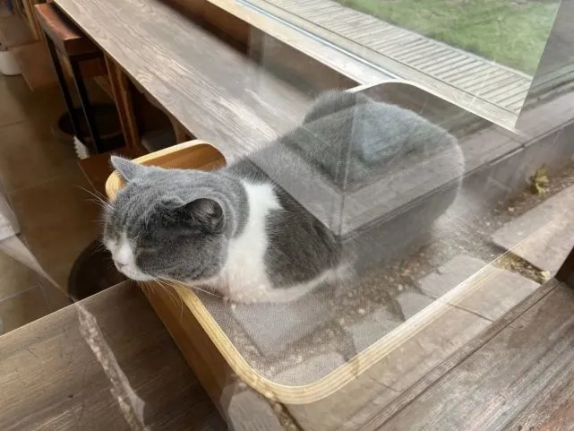 小猫咪也怕被“抢饭碗”吗？