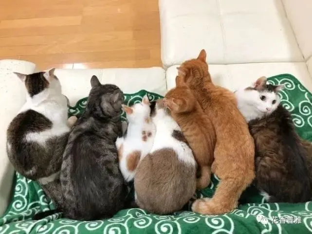 天气越来越冷，猫猫们已经开始抱团取暖了…