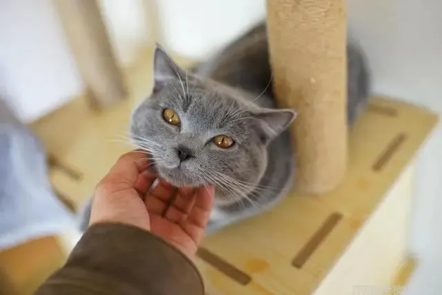 教你读懂猫咪的9种“喵语”，轻松与宝贝猫猫做朋友
