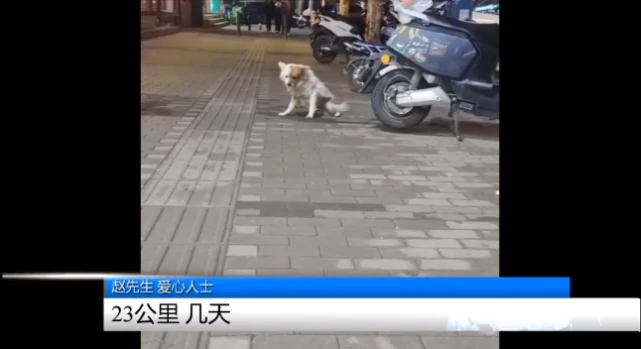 狗狗两年来每天都会边抓门边哀嚎，可邻居们却非常心疼它……