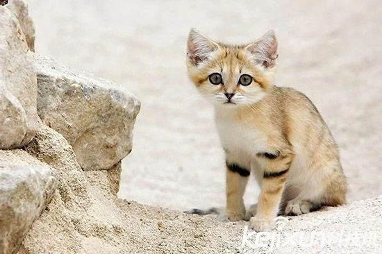 因为长相可爱而濒临灭绝的沙猫