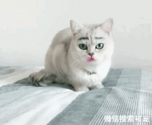 “小熊猫误入游客房间”冲上热搜，背后却是无数野生动物的眼泪！