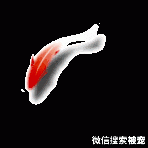 一只德国狗的命运