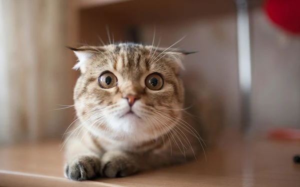 猫粮品牌排行中好又便宜的猫粮推荐