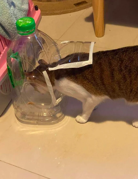 下雨天没法撒猫粮，网友自制了一个喂食器：这下没啥问题了吧？