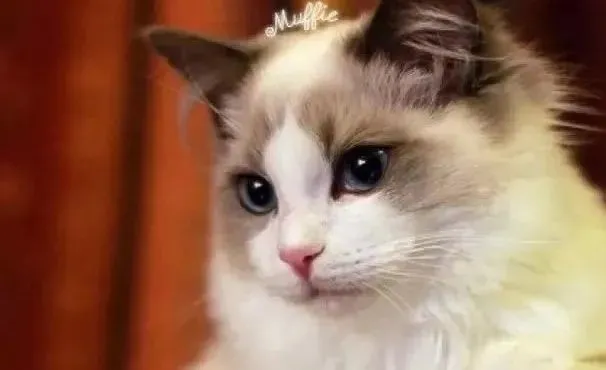 据说，布偶猫的颜值是用智商换来的？